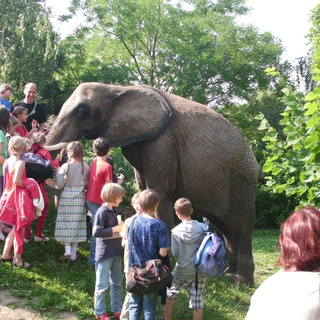 gs_elefant_1 Montessori-Schulzentrum Leipzig - Neuigkeiten Grundschule 2012 - Hoher Besuch in der Schule