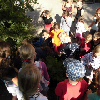 fewo-baum_01 Montessori-Schulzentrum Leipzig - Neuigkeiten Grundschule - Man glaubt es Baum