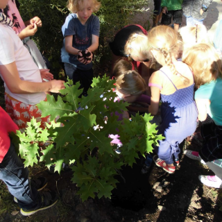fewo-baum_03 Montessori-Schulzentrum Leipzig - Neuigkeiten Grundschule - Man glaubt es Baum