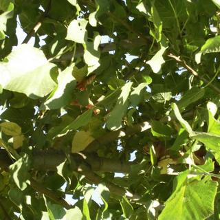fewo-baum_04 Montessori-Schulzentrum Leipzig - Neuigkeiten Grundschule - Man glaubt es Baum