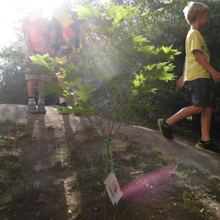 fewo-baum_05 Montessori-Schulzentrum Leipzig - Neuigkeiten Grundschule - Man glaubt es Baum