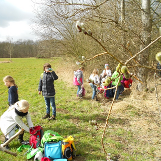 1-weidenktzchen-und-delfine Montessori-Schulzentrum Leipzig - Neuigkeiten Grundschule - Delfine im Wald