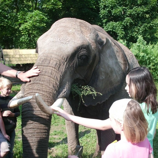 gs_elefant_2 Montessori-Schulzentrum Leipzig - Neuigkeiten Grundschule 2012 - Hoher Besuch in der Schule