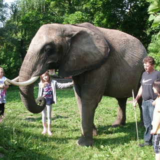 gs_elefant_3 Montessori-Schulzentrum Leipzig - Neuigkeiten Grundschule 2012 - Hoher Besuch in der Schule