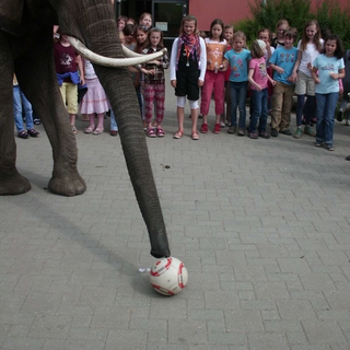 gs_elefant_6 Montessori-Schulzentrum Leipzig - Neuigkeiten Grundschule 2012 - Hoher Besuch in der Schule
