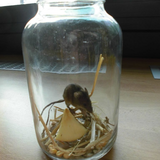 erntedank2014_04 Montessori-Schulzentrum Leipzig - Neuigkeiten Grundschule 2014 - Erntedank-Andacht