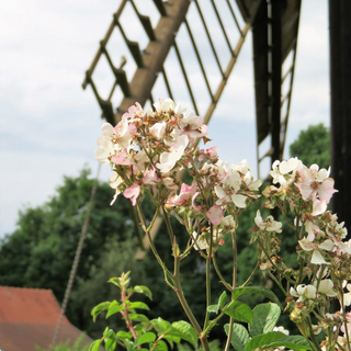 klassenfahrt2017reg_05 Montessori-Schulzentrum Leipzig - Neuigkeiten Grundschule - Erzähl mal, wie war's auf Klassenfahrt?