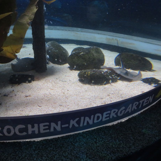 proworegber_03 Montessori-Schulzentrum Leipzig - Neuigkeiten Grundschule - Regenbögen über und in Berlin