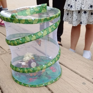 schmetterlingfrei_01 Montessori-Schulzentrum Leipzig - Neuigkeiten Grundschule - Free Schmetterly