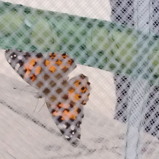 schmetterlingfrei_02 Montessori-Schulzentrum Leipzig - Neuigkeiten Grundschule - Free Schmetterly