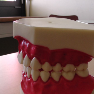 zahnschwester2014_1 Montessori-Schulzentrum Leipzig - Neuigkeiten Grundschule 2014 - Wir alle haben eine