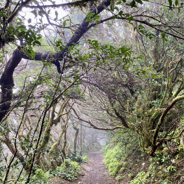 s_fld49_bildschirmfoto-2026-02-05-um-15.02.02 Montessori-Schulzentrum Leipzig - Neuigkeiten Oberschule - Tradition Teneriffa